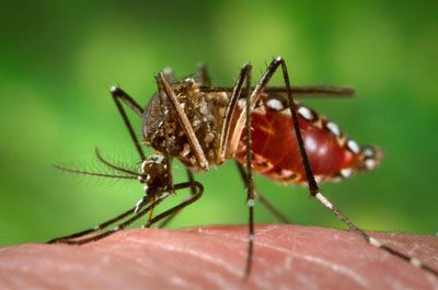 3 Loại muỗi chuyền bệnh nguy hiểm cho người