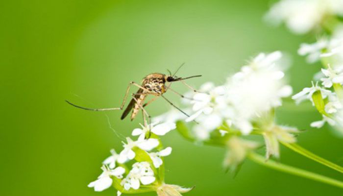 10 điều thú vị về loài muỗi 